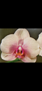 Phalaenopsis Beach Violet