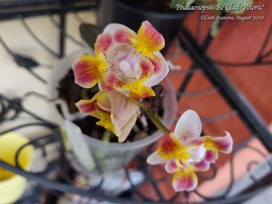 Phalaenopsis Be Glad