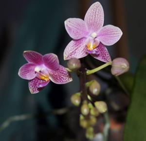 Phalaenopsis Bernice Maskin