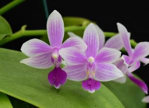 Phalaenopsis Borobudur