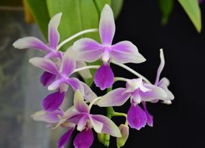 Phalaenopsis Borobudur