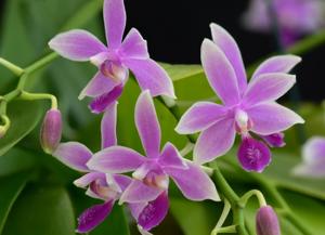 Phalaenopsis Borobudur