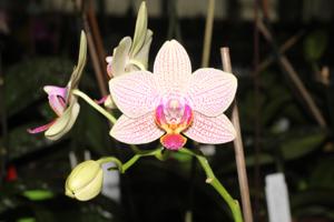 Phalaenopsis Futurist