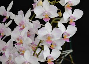 Phalaenopsis Hebe