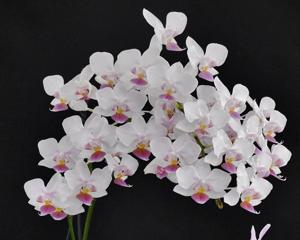 Phalaenopsis Hebe