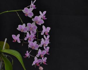 Phalaenopsis Hebe