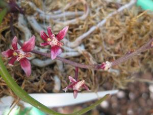 Plectochilus Richard Jost