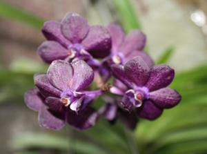 Vandachostylis Sri-Siam