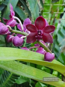 Vandachostylis Sri-Siam