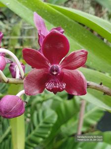 Vandachostylis Sri-Siam