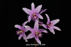 Laelia Summit