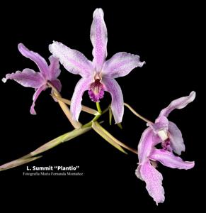 Laelia Summit