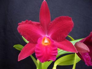 Cattleya Vallezac