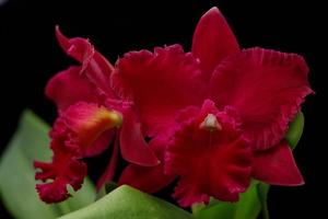 Cattleya Vallezac