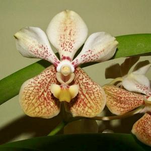 Vanda Ellen Noa