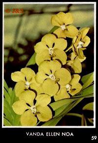 Vanda Ellen Noa