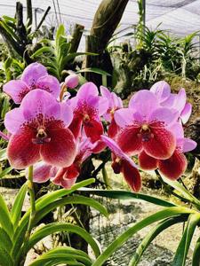 Vanda Filipino