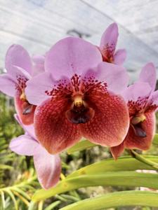 Vanda Filipino