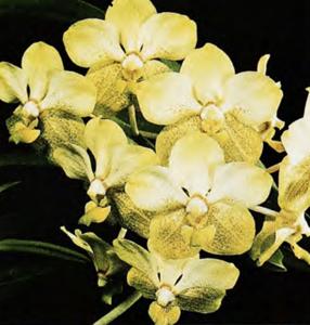 Vanda Gertrude Miyamoto