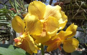 Vanda Gulf of Siam