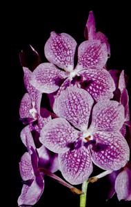 Vanda Judy Miyamoto