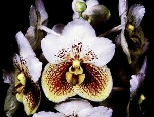 Vanda Karen Ogawa