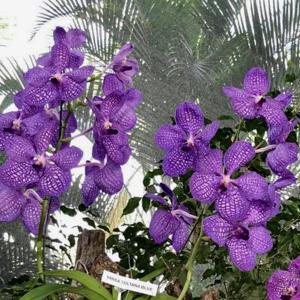 Vanda Kultana Blue