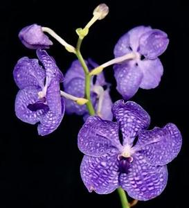 Vanda Kultana Blue