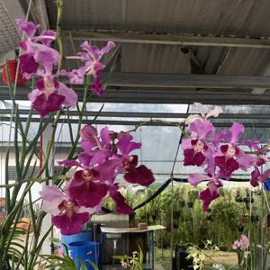 Papilionanda Ruby Prince