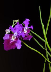 Papilionanda Ruby Prince