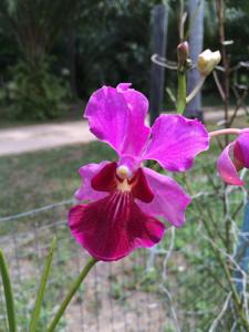 Papilionanda Ruby Prince