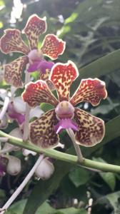 Vanda Small Boy Leong