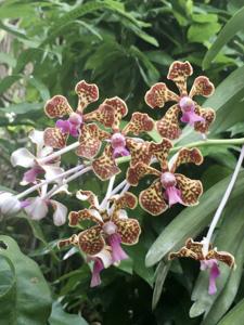 Vanda Small Boy Leong