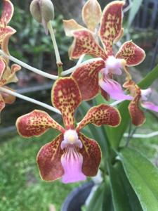 Vanda Small Boy Leong