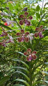 Vanda Small Boy Leong