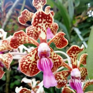 Vanda Small Boy Leong