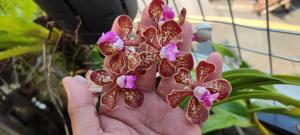 Vanda Small Boy Leong