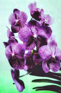 Vanda Suwapee