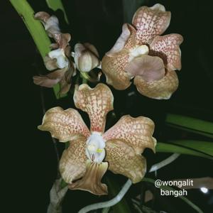 Vanda Trisum