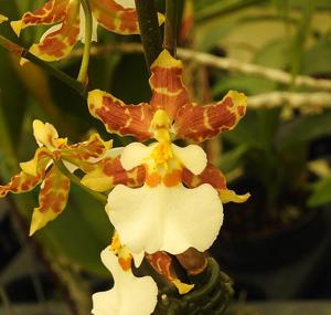 Oncidium Golden Afternoon