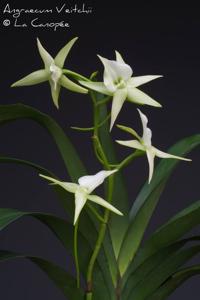 Angraecum Veitchii