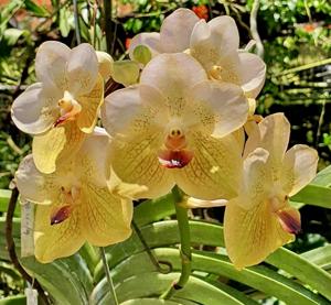 Vanda Amelita Ramos