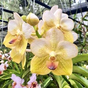 Vanda Amelita Ramos