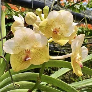 Vanda Amelita Ramos