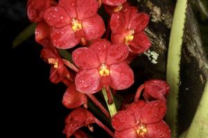 Vanda Aroonsri Beauty