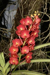 Vanda Aroonsri Beauty