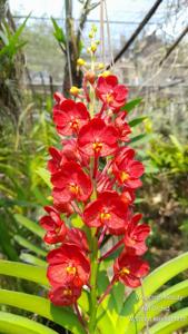 Vanda Aroonsri Beauty