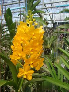 Vanda Bangkhuntian Gold