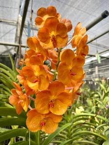 Vanda Duang Porn