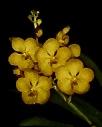 Vanda Fuchs Gold